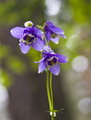Aquilegia Sibirica